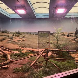 Grasslands & Boreal Forests - Burrowing Owl Exhibit