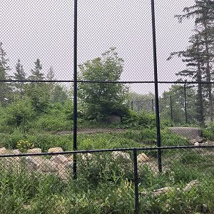 Grasslands & Boreal Forests - Grey Wolf Exhibit
