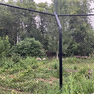 Grasslands & Boreal Forests - Grey Wolf Exhibit