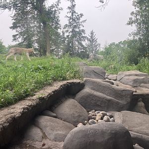 Grasslands & Boreal Forests - Grey Wolf Exhibit