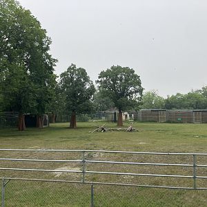 Grasslands and Boreal Forests - Siberian Musk Deer Exhibit