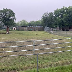 Grasslands and Boreal Forests - Siberian Musk Deer Exhibit