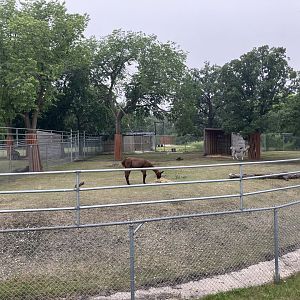 Grasslands and Boreal Forests - Llama Exhibit