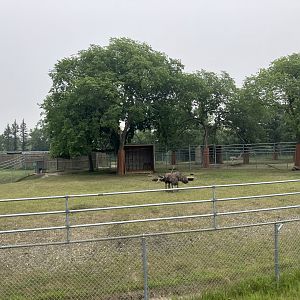 Grasslands and Boreal Forests - Emu Exhibit
