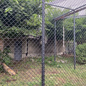 Grasslands and Boreal Forests- Snow Leopard Exhibit