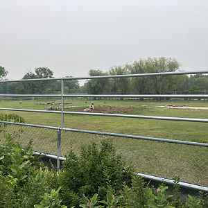 Grasslands & Boreal Forests - Rocky Mountain Bighorn Sheep Exhibit