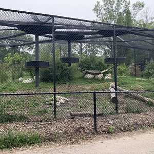 Grasslands & Boreal Forests - Cougar(?) Exhibit