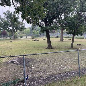 Grasslands & Boreal Forests - Sardinian Miniature Donkey/Indian Peafowl Exhibit