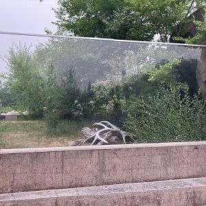 Journey to Churchill - Arctic Fox Exhibit