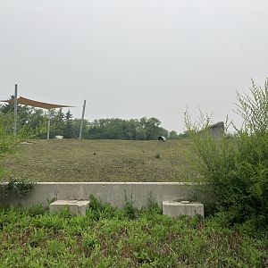 Journey to Churchill - Musk Oxen Exhibit
