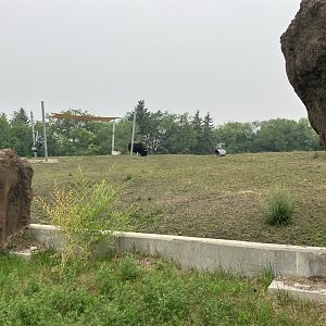 Journey to Churchill - Musk Oxen Exhibit