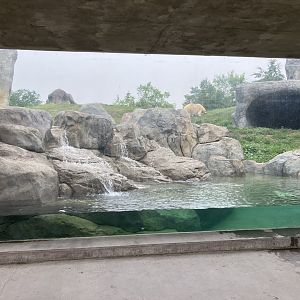 Journey to Churchill - Polar Bear Exhibit #1