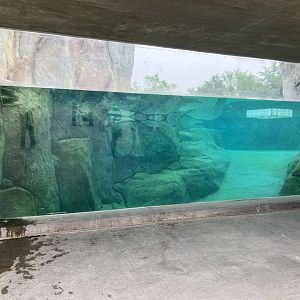 Journey to Churchill- Polar Bear Exhibit #1