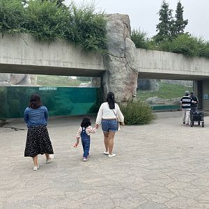 Journey to Churchill - Polar Bear Viewing