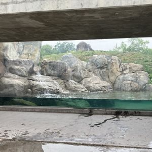 Journey to Churchill - Polar Bear Exhibit #1