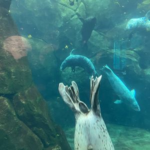 Journey to Churchill - Harbor Seal Exhibit