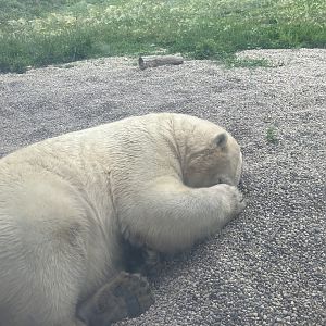 Polar Bear