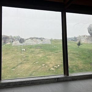 Journey to Churchill - Polar Bear Exhibit #3