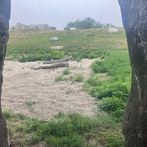 Journey to Churchill - Polar Bear Exhibit #3