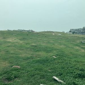 Journey to Churchill - Polar Bear Exhibit #3