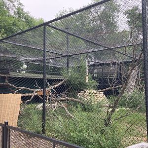 Asia - Red Panda Exhibit #2