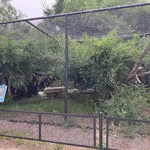 Asia - Red-Tailed Hawk Exhibit