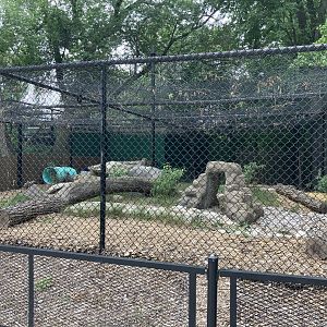 Asia - Eurasian Lynx Exhibit