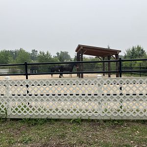 Heavy Horse Center - Domestic Horse Exhibit