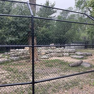 Asia - Markhor Exhibit #1