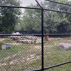 Asia - Markhor Exhibit #1