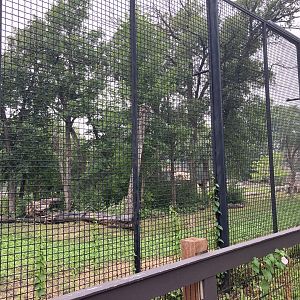 Asia - Amur Tiger Exhibit #1