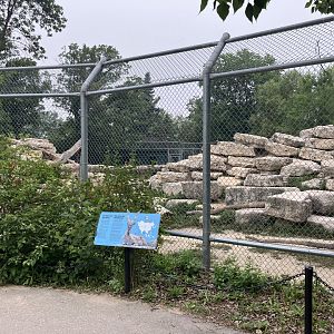 Asia - Markhor Exhibit #2