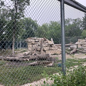 Asia - Markhor Exhibit #2