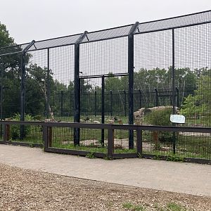 Asia - Amur Tiger Exhibit #1