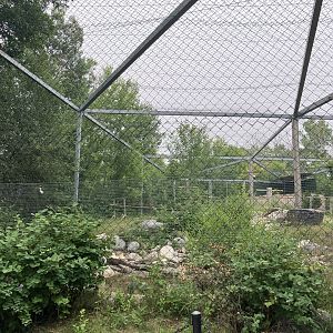 Asia - Steller’s Sea Eagle Aviary