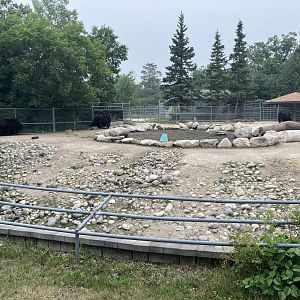 Asia - Domestic Yak Exhibit