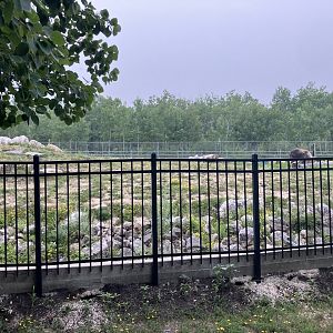 Asia - Sichuan Takin Exhibit