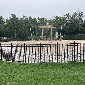 Asia - Bactrian Camel Exhibit