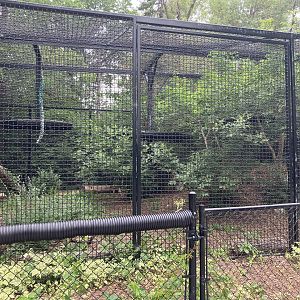 Asia - Amur Tiger Exhibit #2