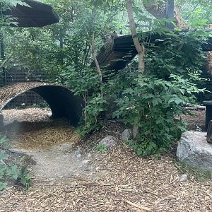 Asia - Amur Tiger Exhibit #2