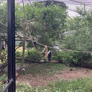 Asia - Lar Gibbon Exhibit