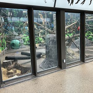 Asia - Indoor Lar Gibbon Exhibit