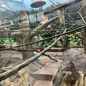 Asia - Indoor Lar Gibbon Exhibit