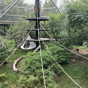Asia - Lar Gibbon Exhibit