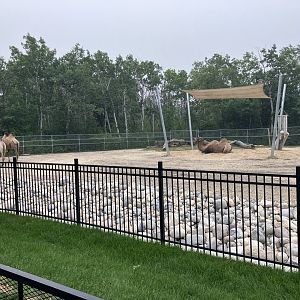 Asia - Bactrian Camel Exhibit