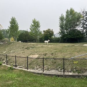 Open Range - Llama/Domestic Goat Exhibit