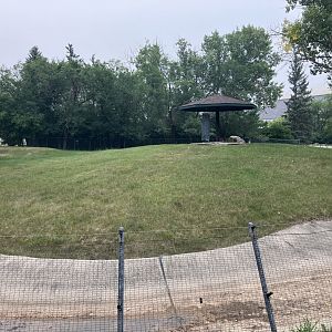 Open Range - Plains Pronghorn Exhibit