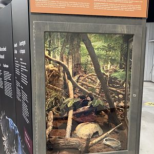 Survival of the Slowest - Fox Snake Exhibit