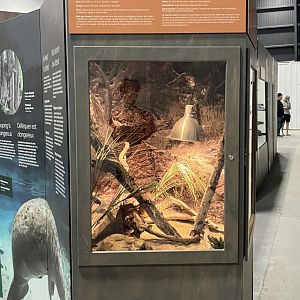 Survival of the Slowest - Leopard Gecko Exhibit