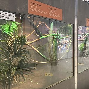 Survival of the Slowest - Linnaeus Two-Toed Sloth Exhibit